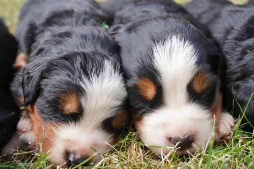 Ultra Bernedoodle Pups
