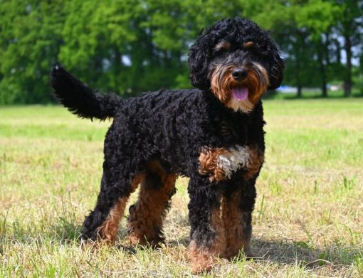 Ultra Bernedoodle Pups